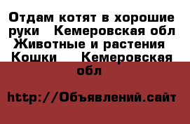 Отдам котят в хорошие руки - Кемеровская обл. Животные и растения » Кошки   . Кемеровская обл.